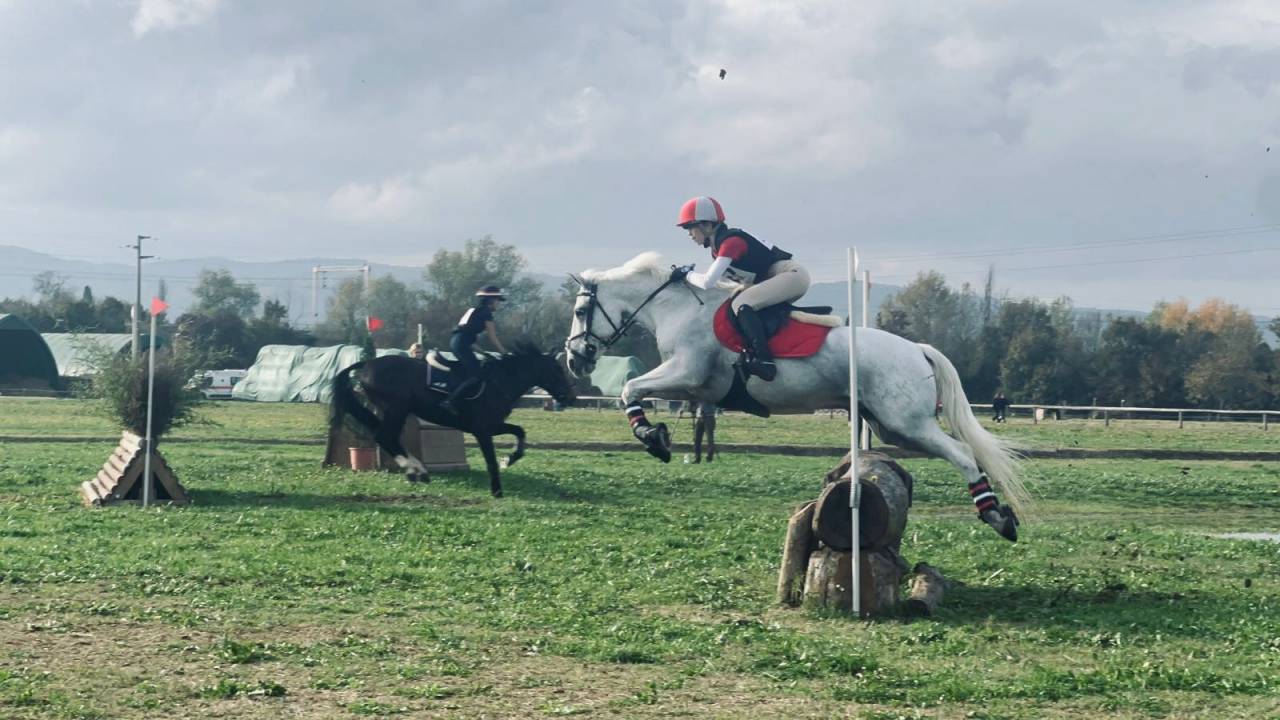 Caballo castrado Connemara En venta 2008 Tordo por Eloy IV