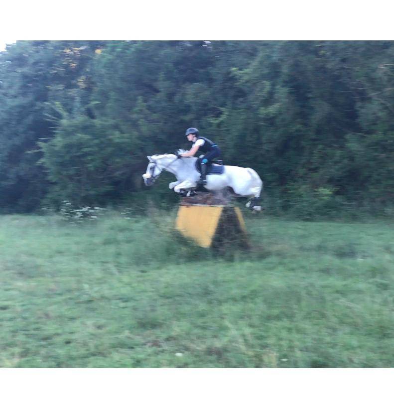 Caballo castrado Connemara En venta 2008 Tordo por Eloy IV