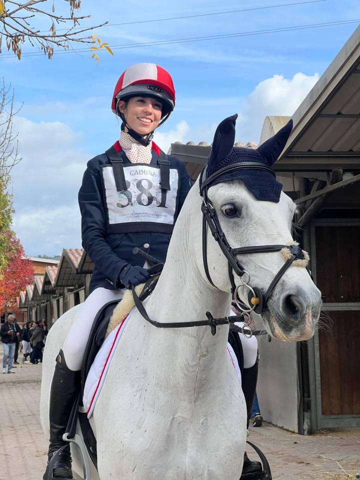 Caballo castrado Connemara En venta 2008 Tordo por Eloy IV