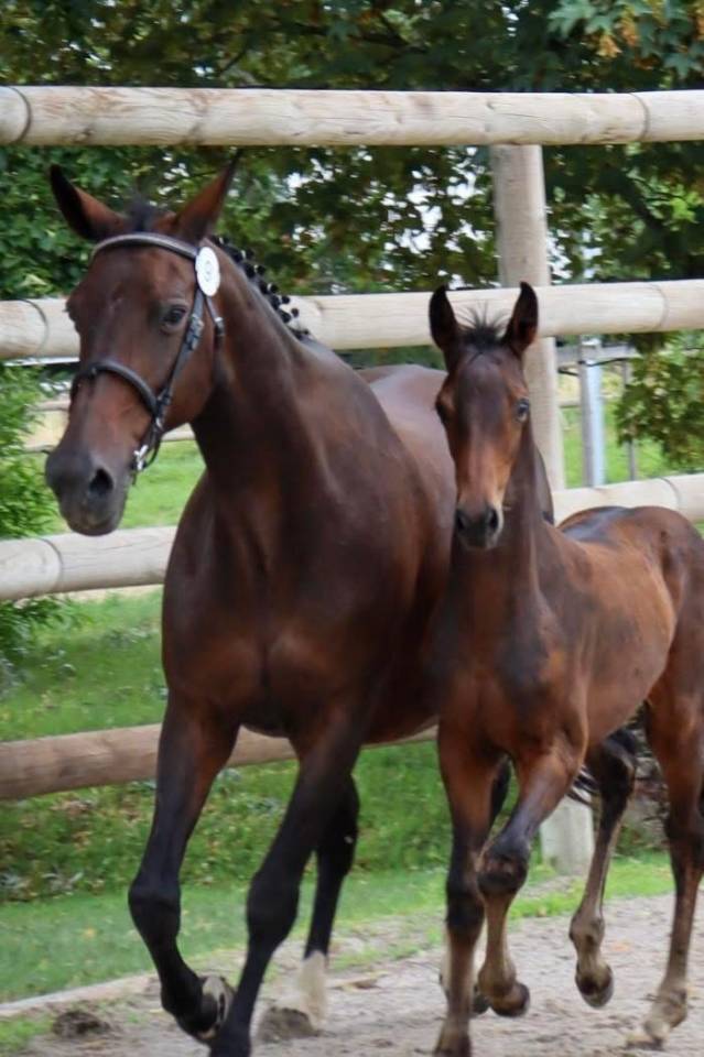 Yegua Silla Franc&eacute;s En venta 2007 Bayo moreno por QREDO DE PAULSTRA