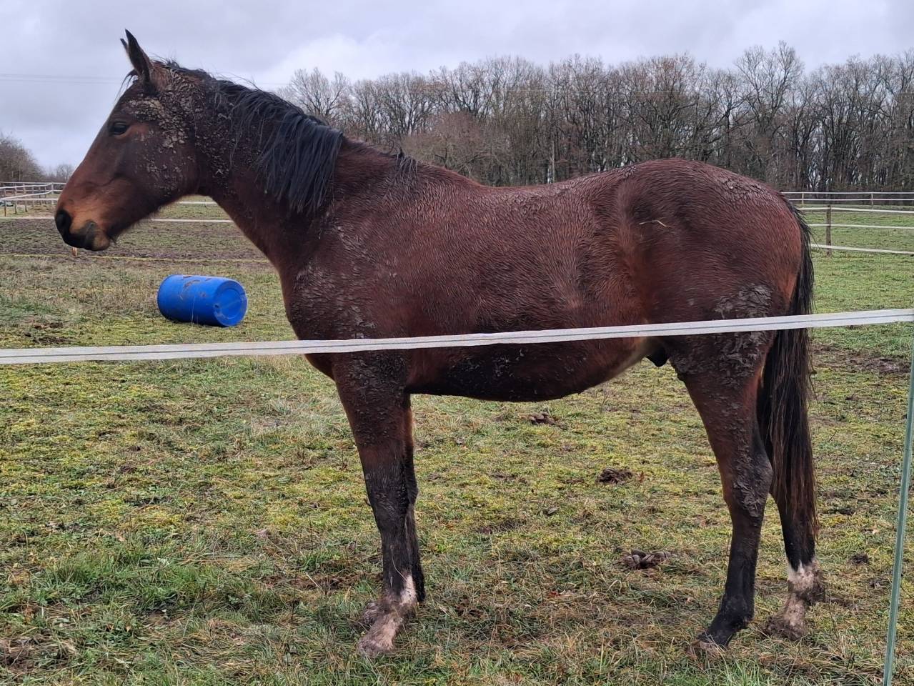 Semental Zangersheide En venta 2024 Bayo moreno por EMERALD