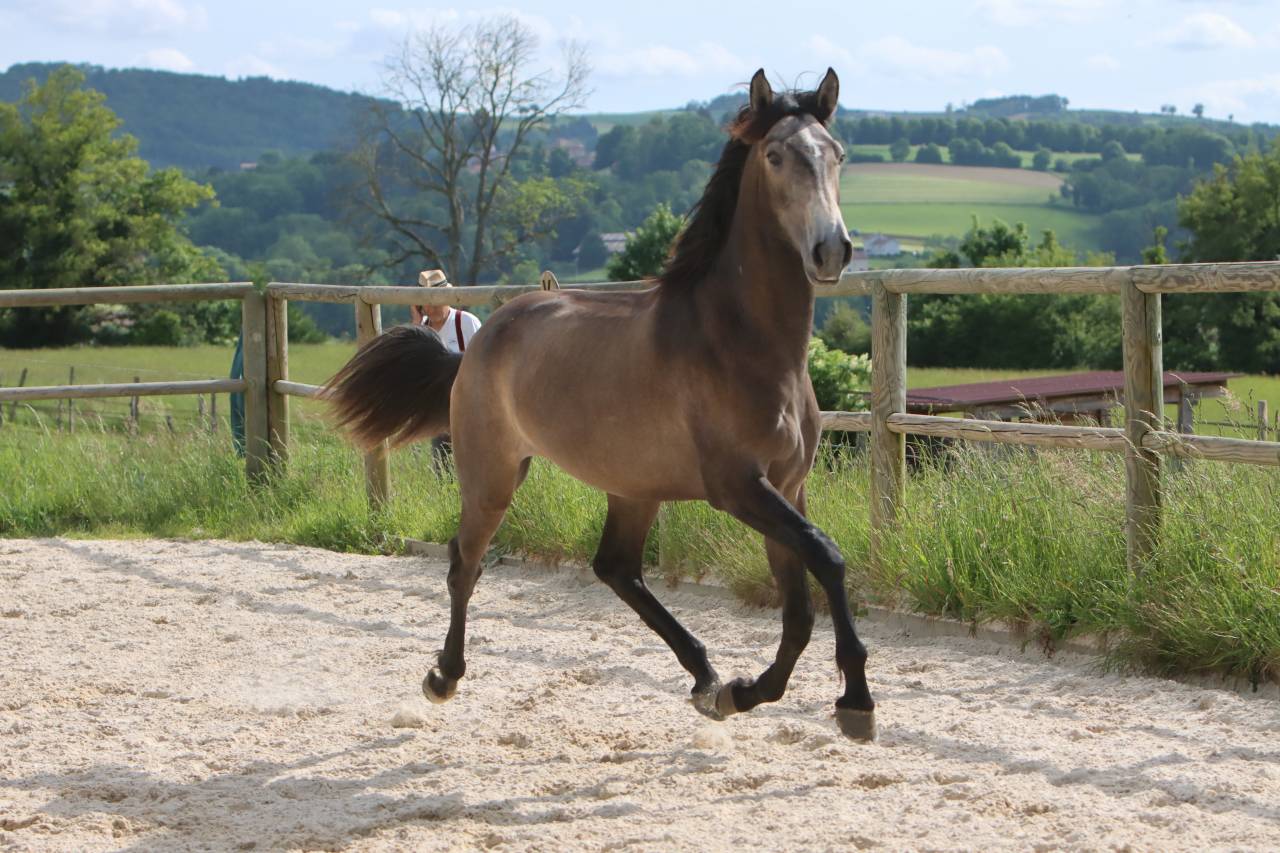 Caballo entero Lusitano En venta 2023 Tordo por MAGISTRAL DE LA COMBE