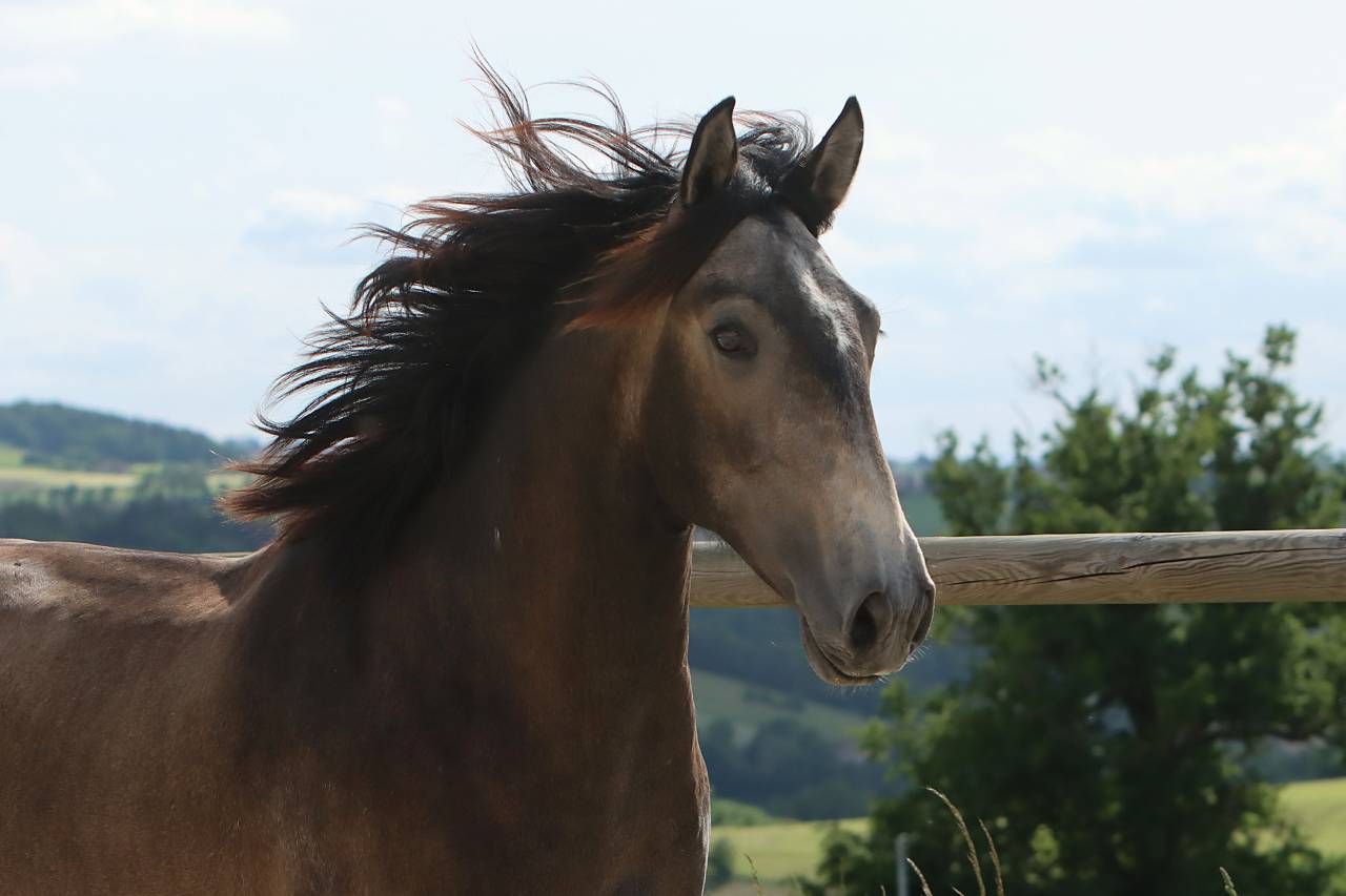 Caballo entero Lusitano En venta 2023 Tordo por MAGISTRAL DE LA COMBE