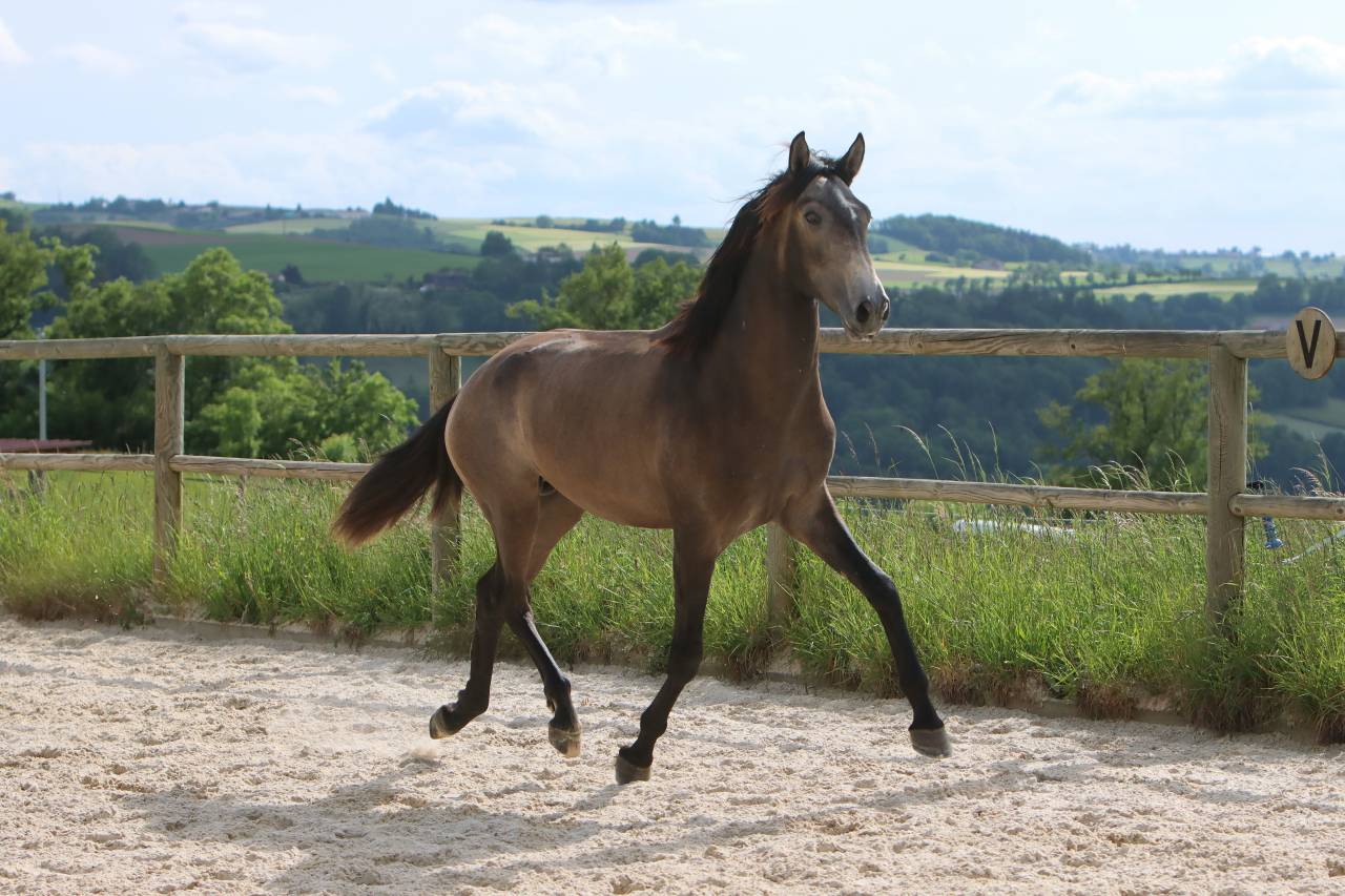 Caballo entero Lusitano En venta 2023 Tordo por MAGISTRAL DE LA COMBE