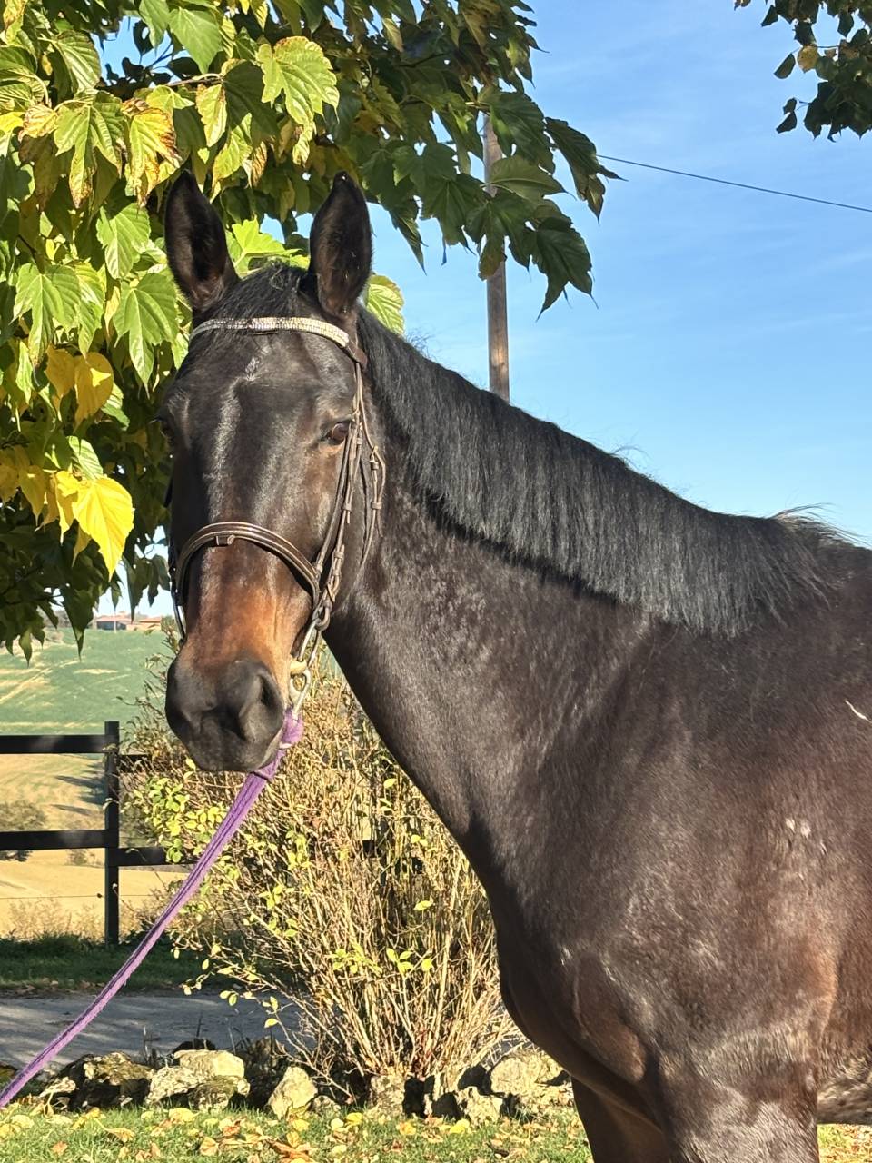 Yegua Silla Franc&eacute;s En venta 2017 Negro por JOHNNY BOY II