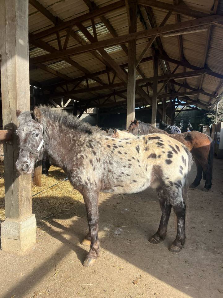 Caballo castrado Origen No Constatado En venta 2015 Appaloosa