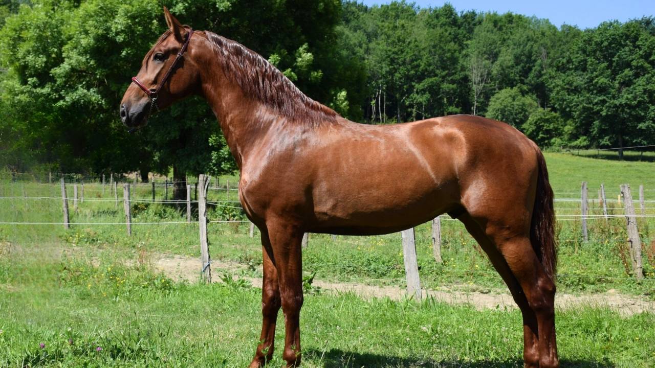 Caballo entero PRE Pura Raza Espa&ntilde;ola En venta 2022 Alaz&aacute;n por CAPRICHOSO MANGO