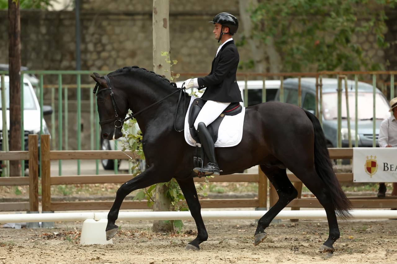 Jango NP - PRE Pura Raza Espa&ntilde;ola 2019 por INTIMO SALVATELLA