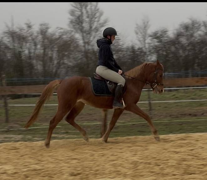 Yegua Welsh Part Bred En venta 2021 Alaz&aacute;n por Hot&rsquo;n cold Krystal