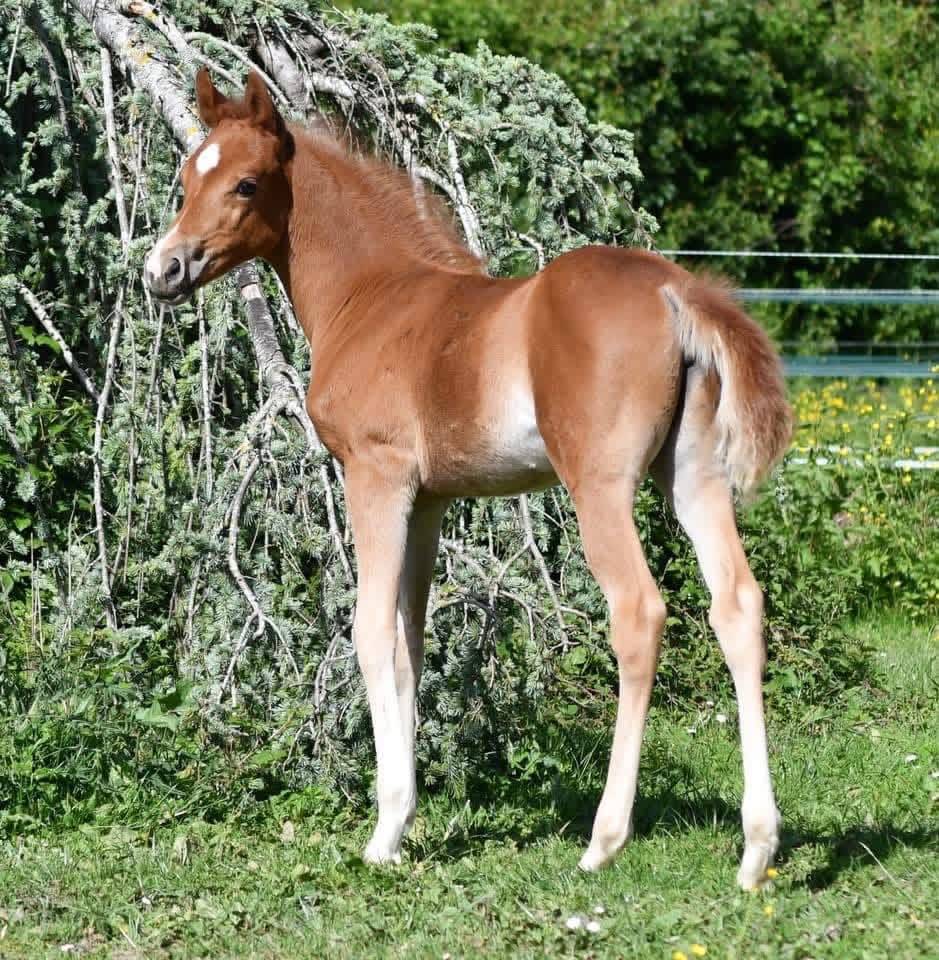 Yegua Welsh Part Bred En venta 2021 Alaz&aacute;n por Hot&rsquo;n cold Krystal