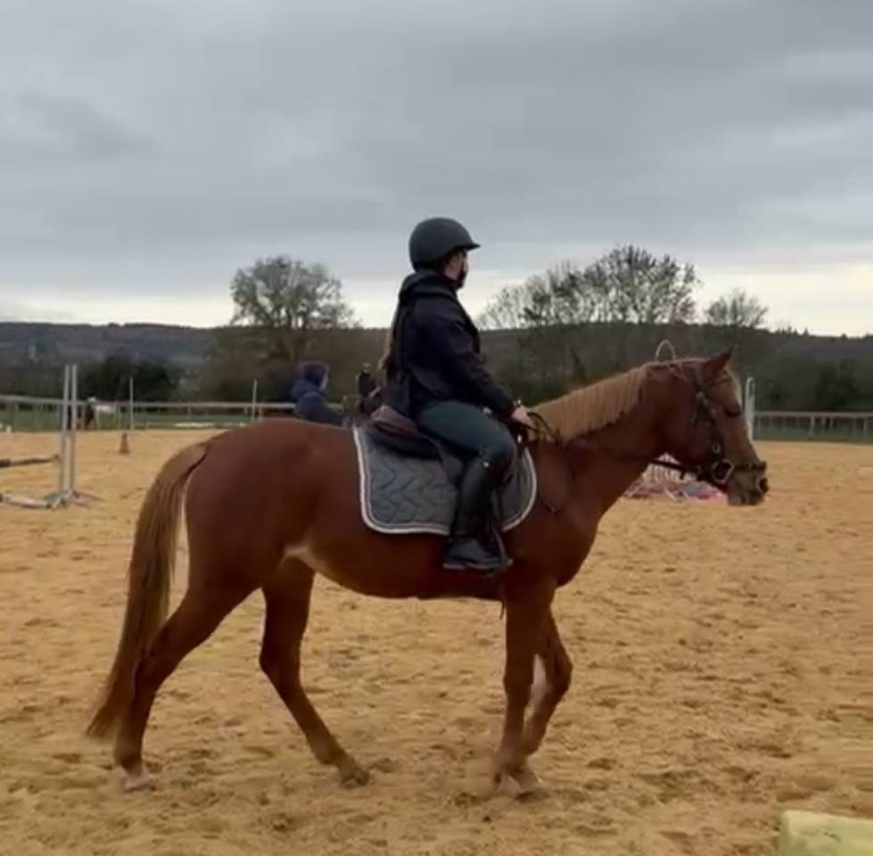 Yegua Welsh Part Bred En venta 2021 Alaz&aacute;n por Hot&rsquo;n cold Krystal