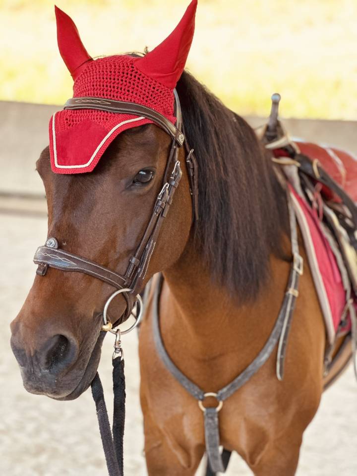 Yegua Origen No Constatado En venta 2010 Bayo