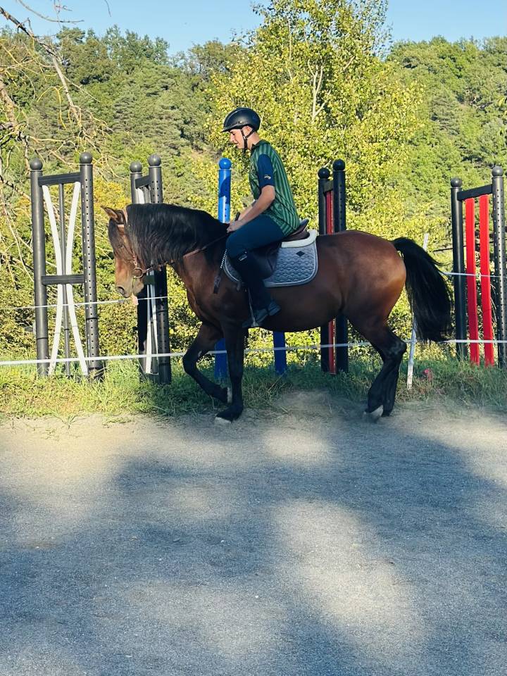 Yegua Origen No Constatado En venta 2010 Bayo