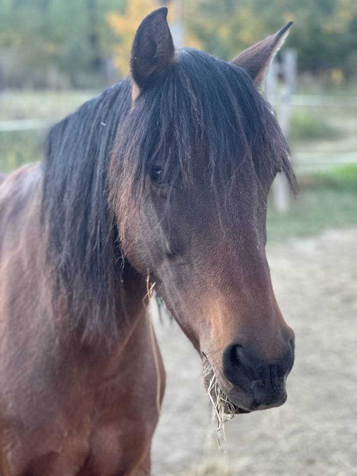 Yegua Origen No Constatado En venta 2010 Bayo