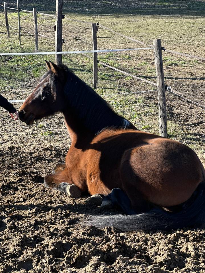 Yegua Origen No Constatado En venta 2010 Bayo