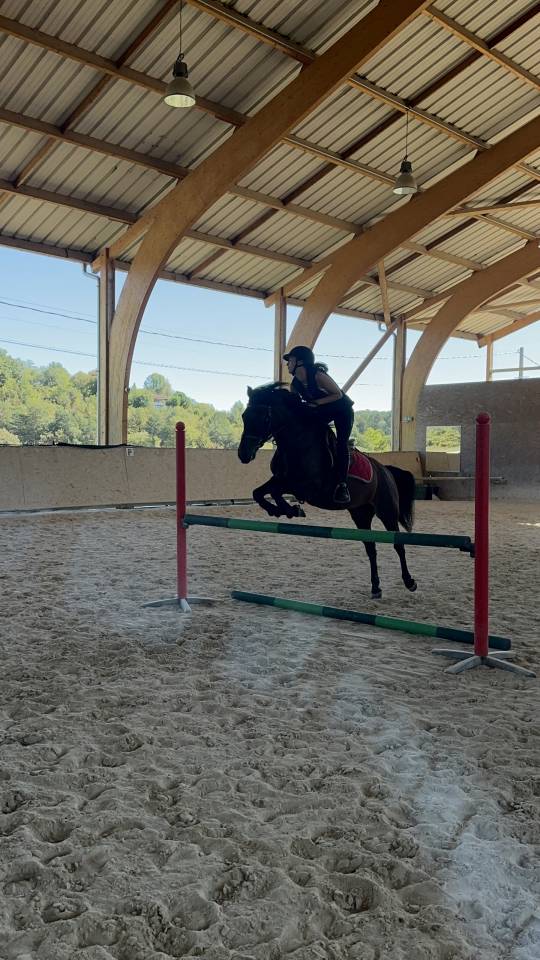 Yegua Origen No Constatado En venta 2010 Bayo