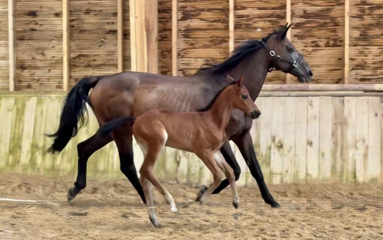 Yegua de ganader&iacute;a Trakehner En venta 2010 Bayo moreno por SOLERO