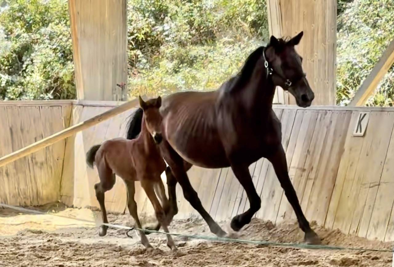 Yegua de ganader&iacute;a Trakehner En venta 2010 Bayo moreno por SOLERO