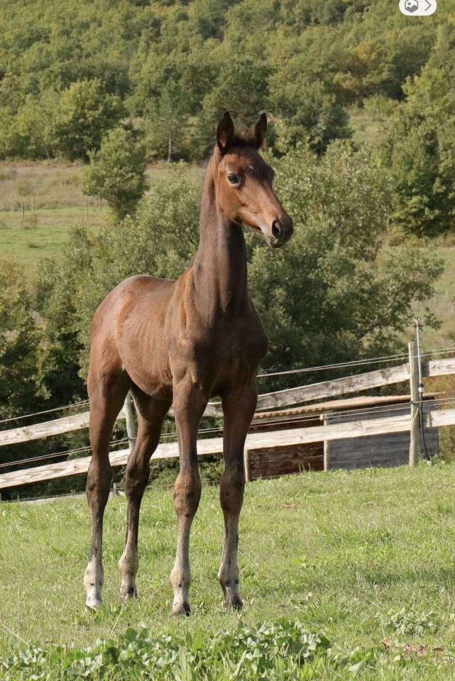 Yegua de ganader&iacute;a Trakehner En venta 2010 Bayo moreno por SOLERO