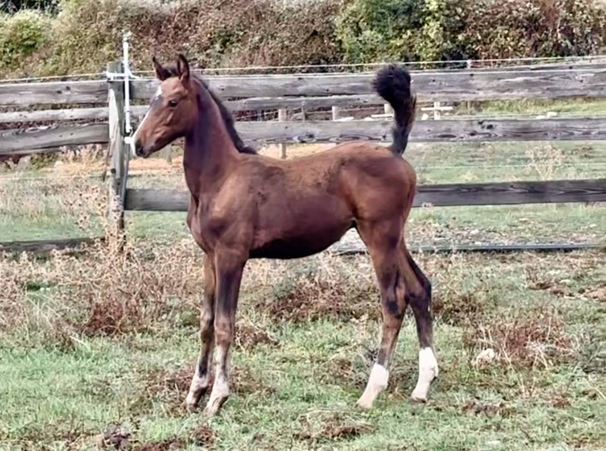 Yegua de ganader&iacute;a Trakehner En venta 2010 Bayo moreno por SOLERO