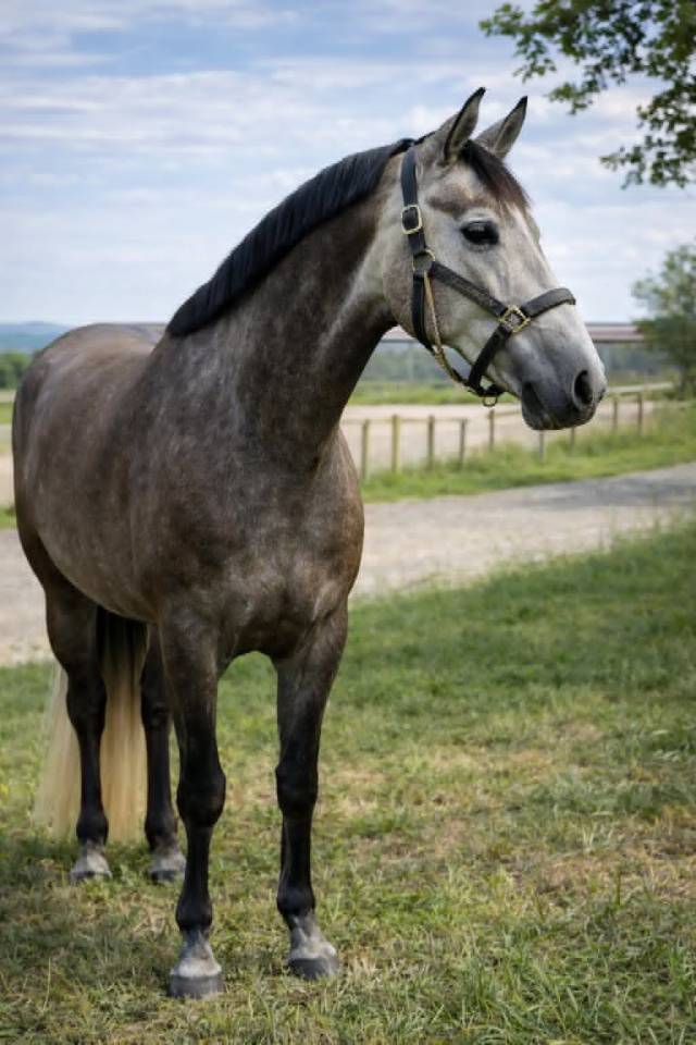Yegua Zangersheide En venta 2021 Tordo