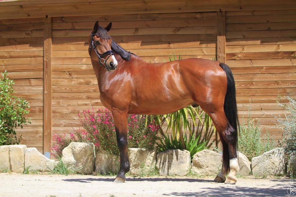 Caballo castrado Hannoveriano En venta 2017 Bayo
