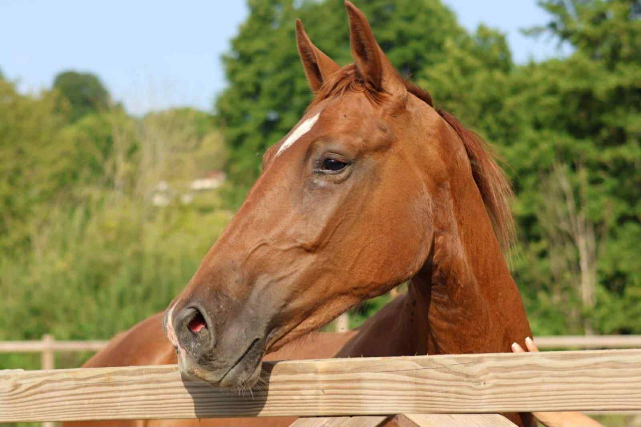 Caballo castrado Mecklembourg En venta 2023 Alaz&aacute;n