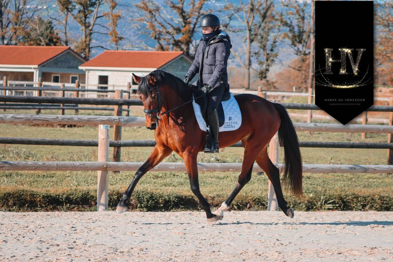 Yegua AES Anglo European Studbook En venta 2022 Bayo por VITALIS