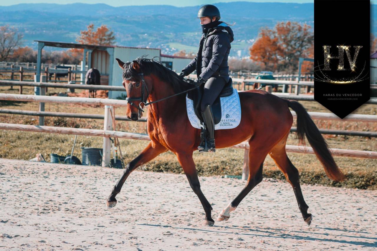 Yegua AES Anglo European Studbook En venta 2022 Bayo por VITALIS