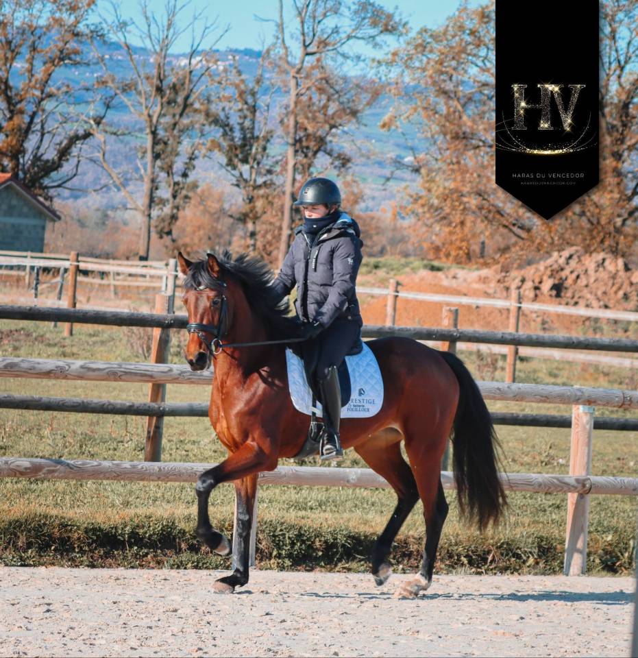 Yegua AES Anglo European Studbook En venta 2022 Bayo por VITALIS