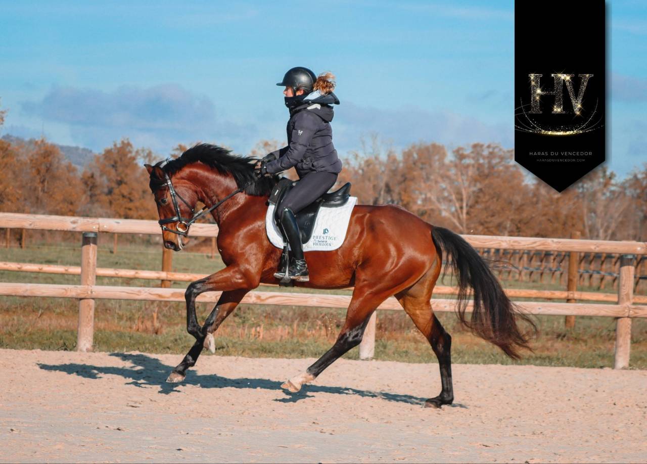 Yegua AES Anglo European Studbook En venta 2022 Bayo por VITALIS