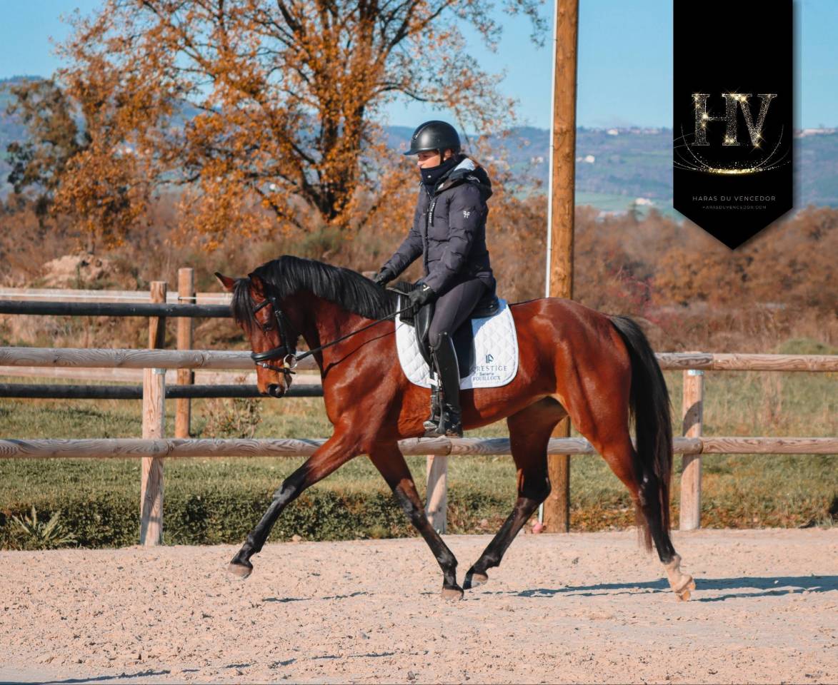 Yegua AES Anglo European Studbook En venta 2022 Bayo por VITALIS