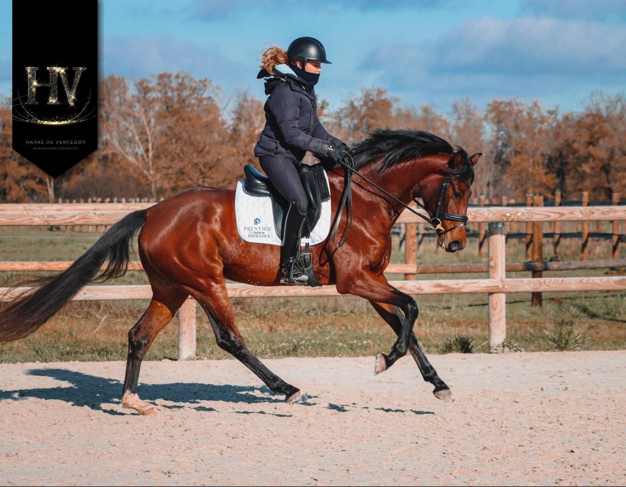 Yegua AES Anglo European Studbook En venta 2022 Bayo por VITALIS