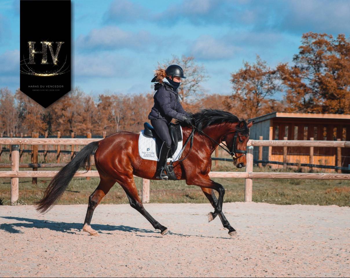 Yegua AES Anglo European Studbook En venta 2022 Bayo por VITALIS