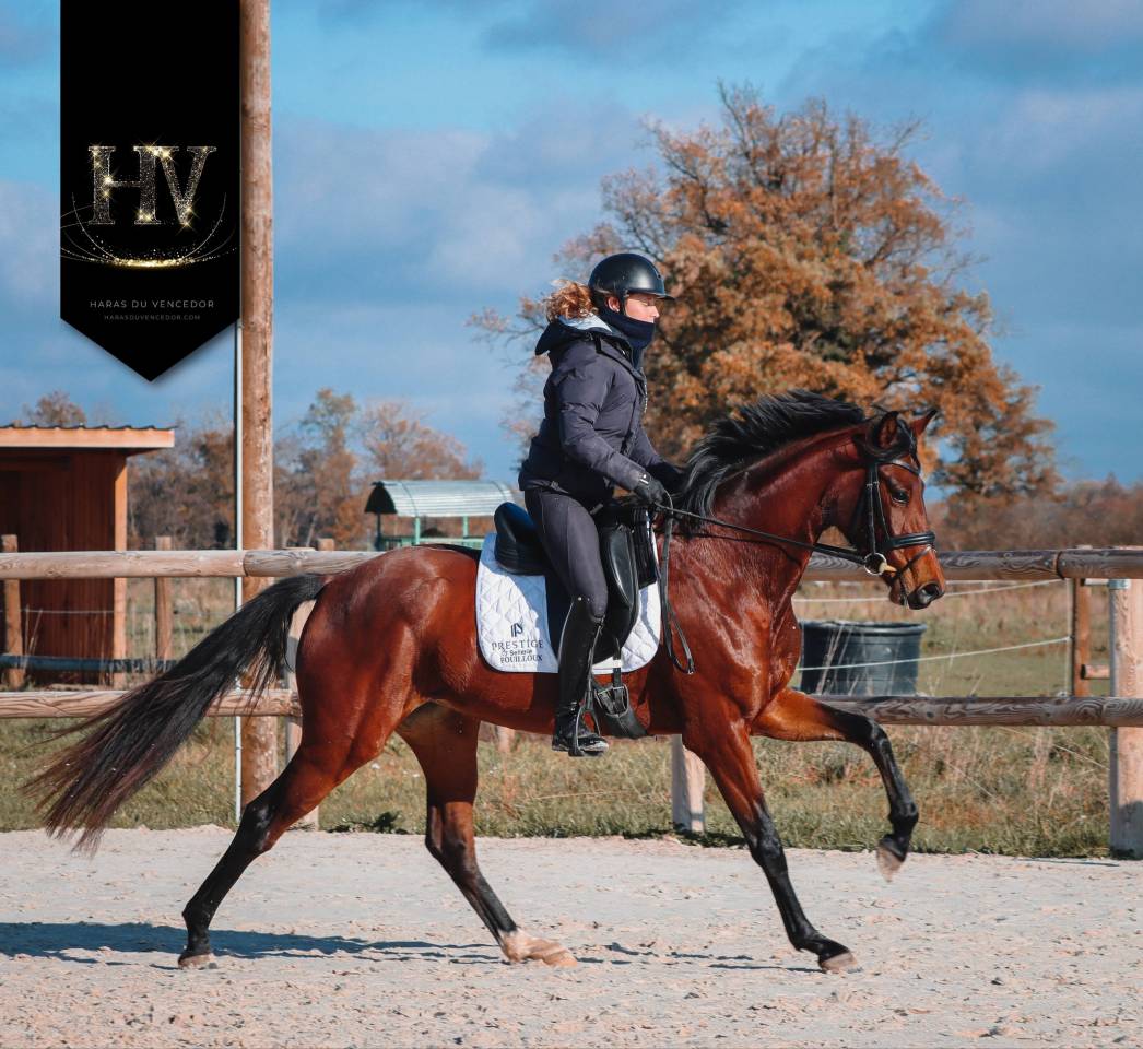 Yegua AES Anglo European Studbook En venta 2022 Bayo por VITALIS