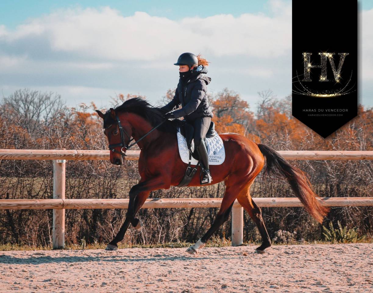 Yegua AES Anglo European Studbook En venta 2022 Bayo por VITALIS