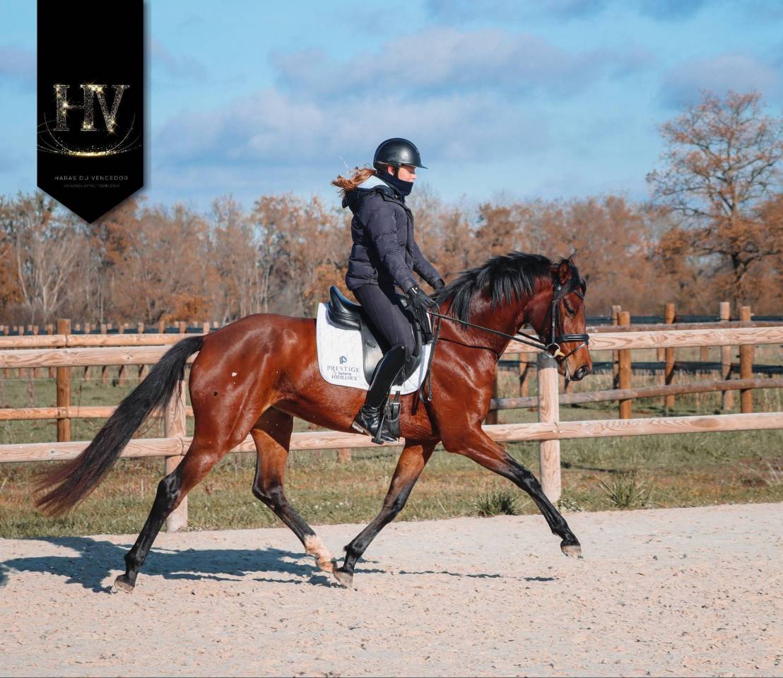 Yegua AES Anglo European Studbook En venta 2022 Bayo por VITALIS