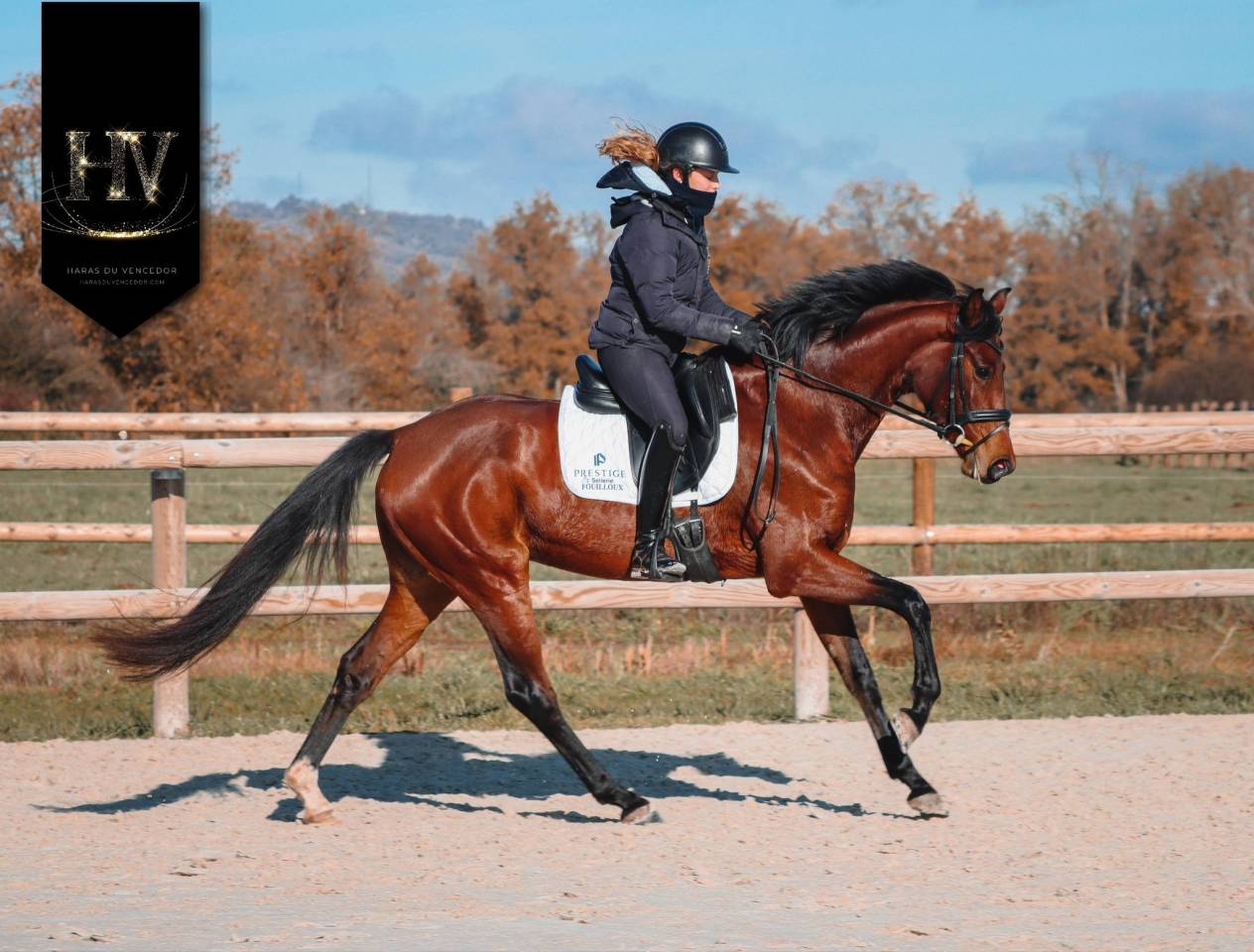 Yegua AES Anglo European Studbook En venta 2022 Bayo por VITALIS