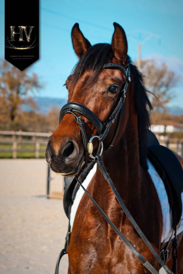 Yegua AES Anglo European Studbook En venta 2022 Bayo por VITALIS