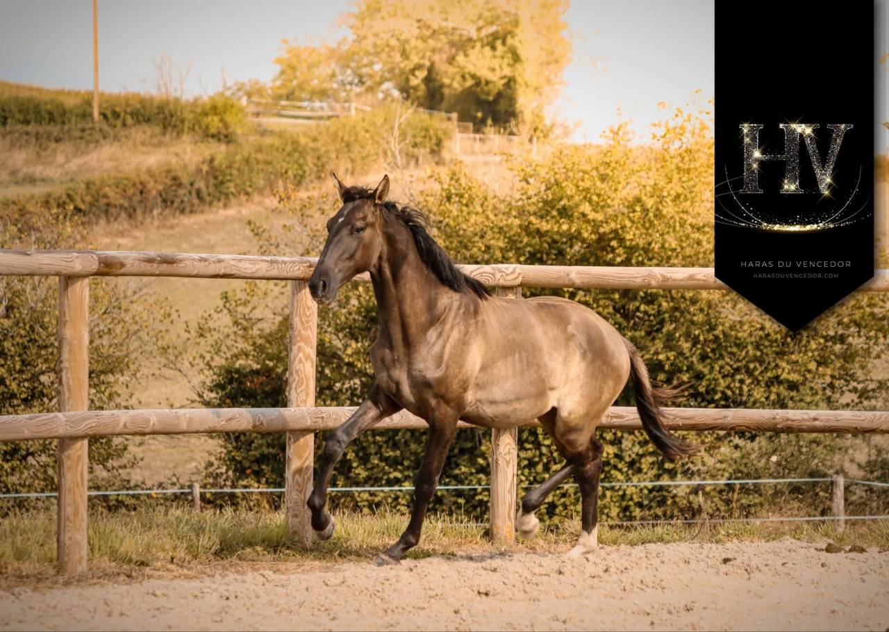 Caballo entero KWPN Caballo de Deporte Neerland&eacute;s En venta 2024 Grullo por i don malagueno