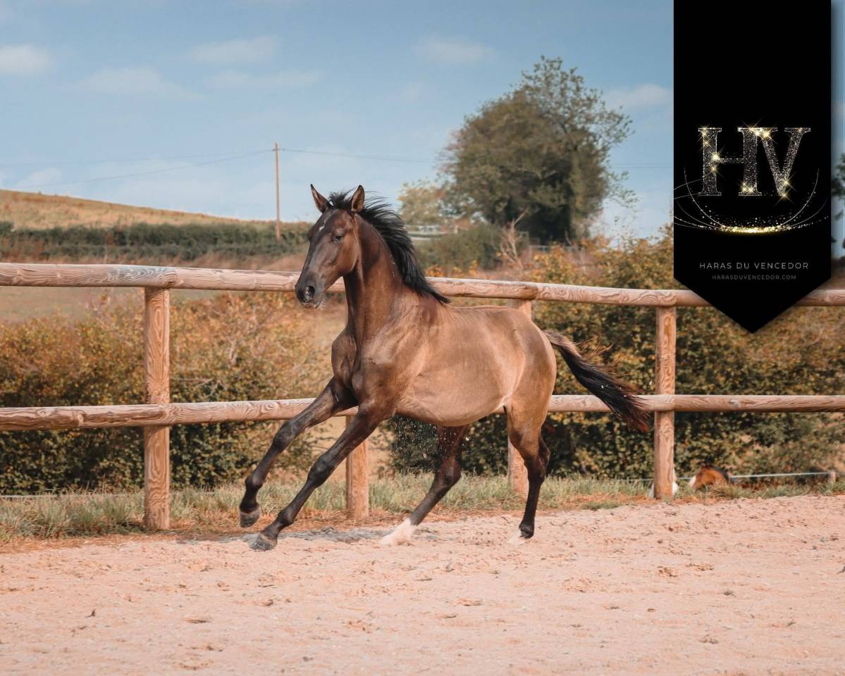 Caballo entero KWPN Caballo de Deporte Neerland&eacute;s En venta 2024 Grullo por i don malagueno