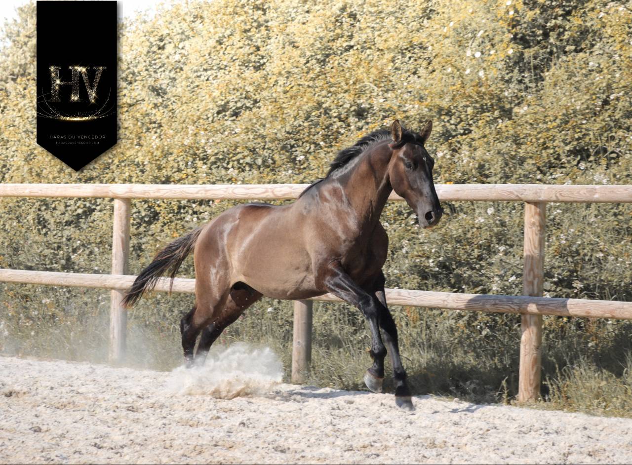 Caballo entero KWPN Caballo de Deporte Neerland&eacute;s En venta 2024 Grullo por i don malagueno