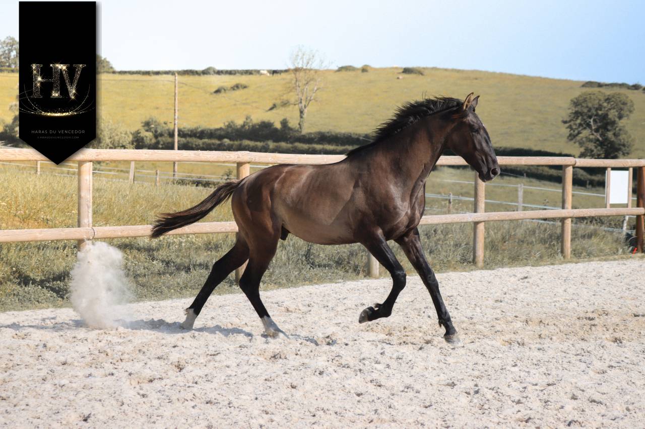 Caballo entero KWPN Caballo de Deporte Neerland&eacute;s En venta 2024 Grullo por i don malagueno