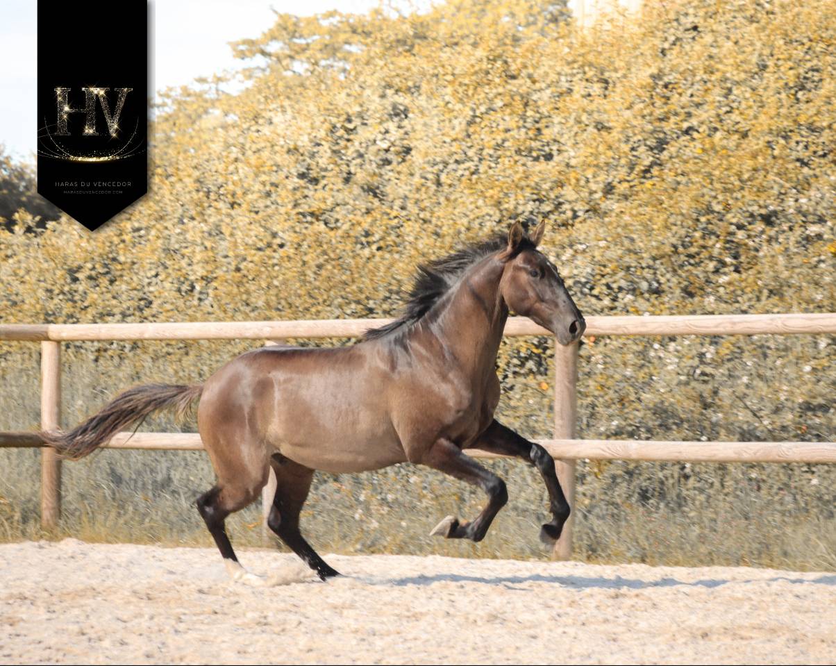 Caballo entero KWPN Caballo de Deporte Neerland&eacute;s En venta 2024 Grullo por i don malagueno
