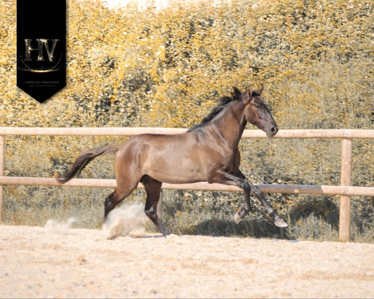 Caballo entero KWPN Caballo de Deporte Neerland&eacute;s En venta 2024 Grullo por i don malagueno