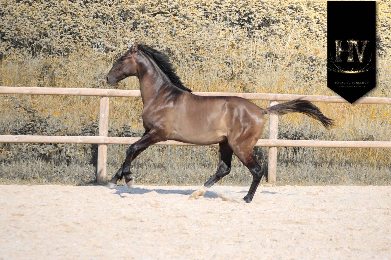 Caballo entero KWPN Caballo de Deporte Neerland&eacute;s En venta 2024 Grullo por i don malagueno
