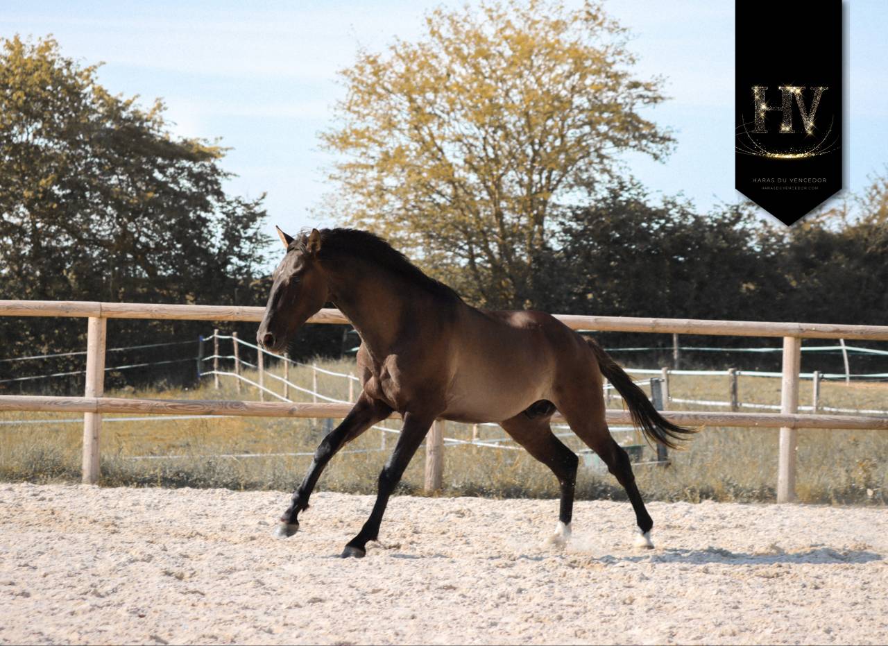 Caballo entero KWPN Caballo de Deporte Neerland&eacute;s En venta 2024 Grullo por i don malagueno