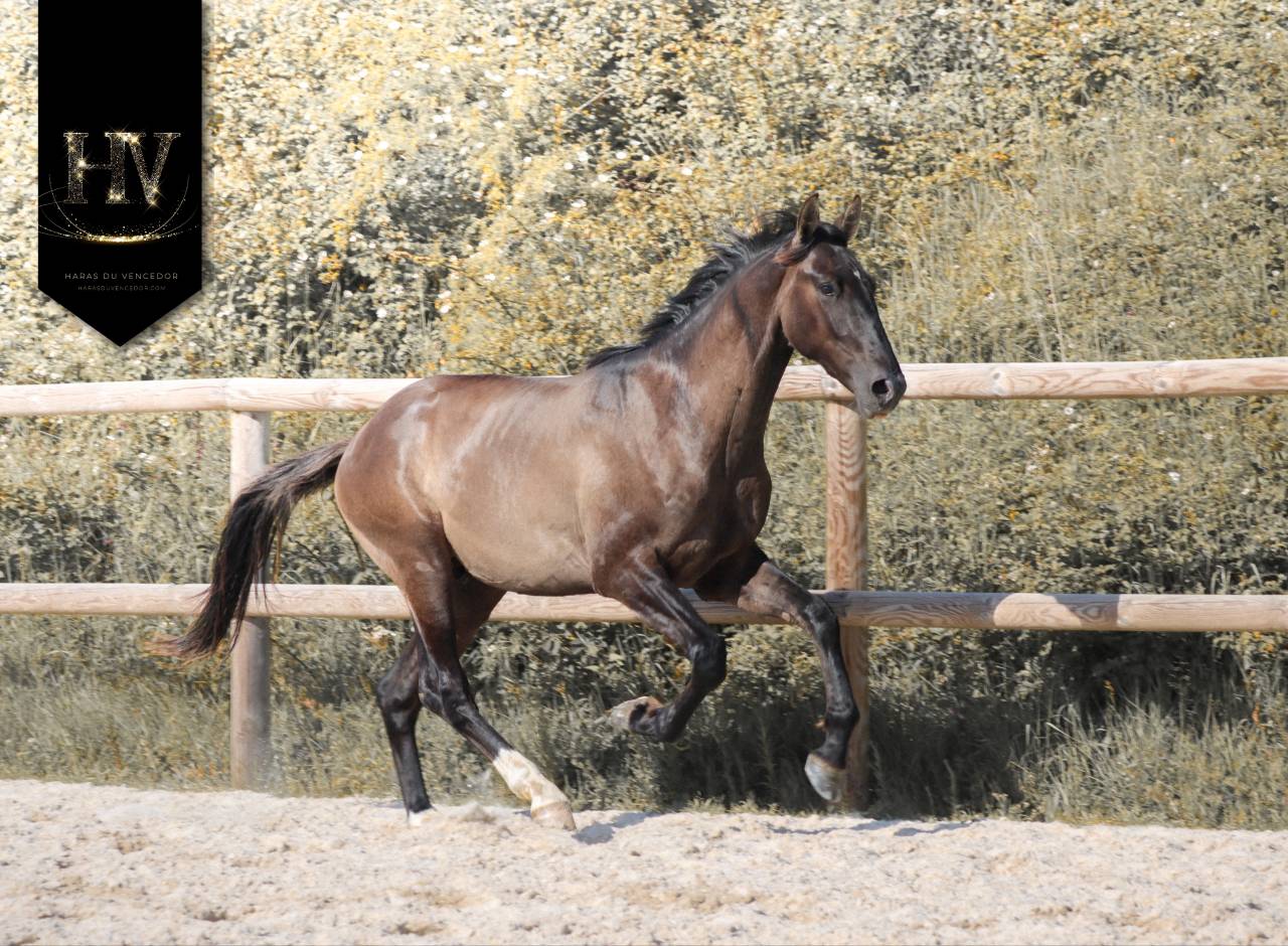 Caballo entero KWPN Caballo de Deporte Neerland&eacute;s En venta 2024 Grullo por i don malagueno