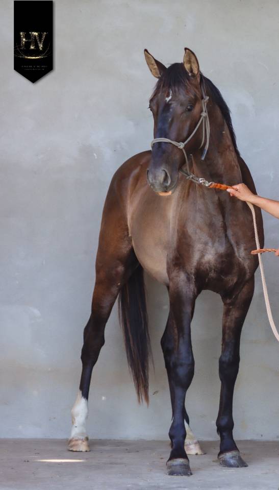 Caballo entero KWPN Caballo de Deporte Neerland&eacute;s En venta 2024 Grullo por i don malagueno