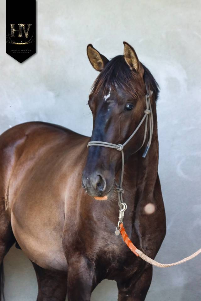 Caballo entero KWPN Caballo de Deporte Neerland&eacute;s En venta 2024 Grullo por i don malagueno